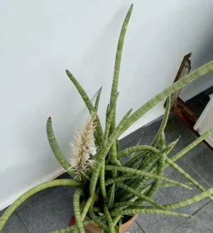 虎邊植物|【虎尾蘭品種圖鑒】15大最受歡迎的虎尾蘭品種介紹，。